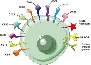 Clusters of Differentiation (CD) Antigens are the surface marker molecules expressed on the surface of cells of immune system (leukocytes) which show various activation or inactivation phases or several lineage-specific differentiation stages.   Immune cells produce complex variants of CD antigens on their cell surfaces during lymphocyte development; some of these antigens are lost, while others are gained at different phases through contacts with antigen presenting cells (APC) or with immune system cells.  They perform important roles in adaptive immunity, immunological cell-cell communication, and microenvironment sensing.   CD antigens are mostly membrane proteins that may be identified by where they are found within or on the surface of the phospholipid bilayer.  CD molecules frequently function as receptors or ligands—molecules that activate receptors—important to the cell. Typically, a signal cascade is started, changing the cell’s behavior. Certain CD proteins serve other purposes, such as cell adhesion, and are not involved in cell signaling. There are over 250 different types of proteins. Therefore, they do not belong to particular class of molecules.  Anti-leukocyte monoclonal antibodies are frequently used to identify leukocyte cell surface molecules (mAbs). The cell surface immunophenotypes of many leukocyte subpopulations, including the functionally separate mature lymphocyte subpopulations of B-cells, helper T-cells (TH), cytotoxic T-cells (TC), and natural killer (NK) cells, may be mapped using various mAb combinations.